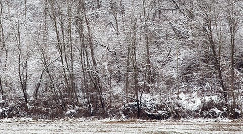 Bild von einem schneebedecktem Wald